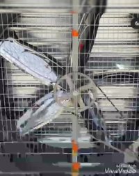 هواکش مرغداری یا هواکش گلخانه ایwww.koolakfan.comمهندس سوری09121865671