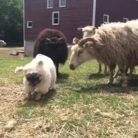 همرنگ جماعت شدن اینه