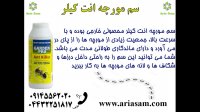 درد نیش مورچه گلوله ای در گینس ثبت شده است!