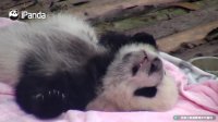 【Panda Countdown】 Pandas Would Melt Your Sorrows Away This Week! | iPanda