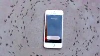 تاثیر امواج گوشی روی مورچه ها