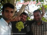 خرید و فروش انگور صادراتی کاشمر