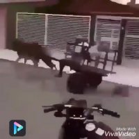 پراید به قربونت