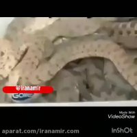 مرد بختیاری که با نمایش عجیب و خطرناکش با مار کبری، نگاه های جهان را به جلب کرده