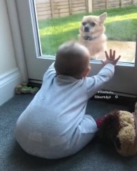 بازی بامزه سگ و نوزاد