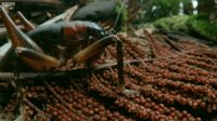 Tusked Weta Vs Foraging Pig - Wild New Zealand - BBC Earth