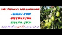 قیمت درخت زیتون 09121270623