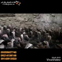 پرورش بوقلمون موراندا در تبریز