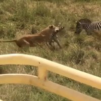 شکار ناموفق شیر