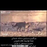 #حیات_وحش  شڪار ڪبوتر توسط گربہ و شڪار گربہ توسط عقاب