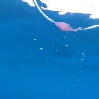 کلیپ عروس دریایی در میان حباب