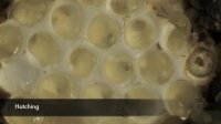 Leopard slug eggs hatching 4 week time lapse