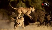 آموزش شکار به توله ها توسط والدین شیر