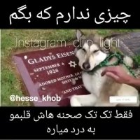 حیوانات احساس و عاطفه دارند