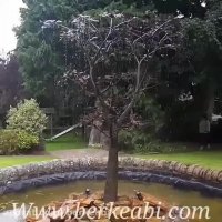 آبنمای پیش ساخته (درخت آبنما) | آبنما | برکه آبی