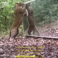 واکنش پلنگ وقتی خودشو تو آینه میبینه