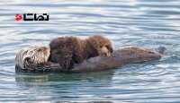 آموزش شنای سمور دریایی به بچه اش