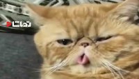 کلیپ جالب گربه ها