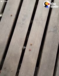 Raccoons Have The Cutest And Creepiest Lil Paws | The Dodo