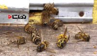 اگر همه زنبورها از بین بروند، چه اتفاقی می‌افتد؟