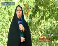 خنداب؛ شهر هلو و شلیل