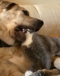 اعتماد در این حد!