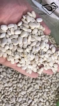 خرید لوبیا سفید عمده