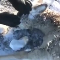 یخ زدن پوزه و چشمان گوزن از سرمای شدید !