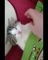 گربه خوابالو