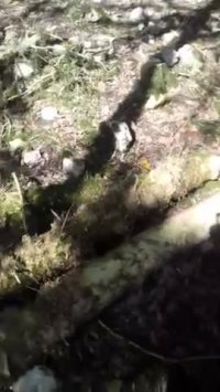 قطع درختان باارزش و ممنوع‌القطع  شمشاد در منطقه گردشگری جنگل  مهربان‌رود