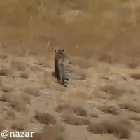 رویت پلنگ ایرانی در فیروزکوه