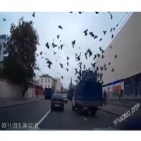 هجوم کبوتران