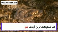 هفت مار خطرناک و فوق کشنده | سم قوی برای ریشه کن کردن مار از خانه
