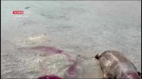 مرگ فک خزری در سواحل " چارقلی" استان گلستان