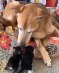 بچه گربه‌ها و سگ مهربان