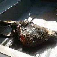 کشف سر الاغ ذبح شده