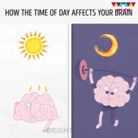 ⁣⁣زمان در شبانه‌روز چگونه بر مغز تاثیر می‌گذارد؟