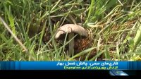 مصرف قارچ های خودروبازی با مرگ و زندگی در فصل بهار