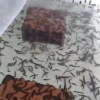 نوبت دهی زالو درمانی