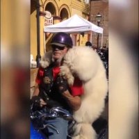 سگ موتور سوار