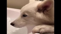Funniest & Cutest Husky Puppies Videos #7 - Funny Puppy Videos 2018
