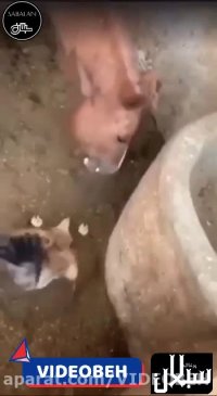 جالب| اسبه جوجه رو خورد!!!