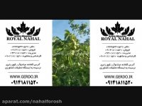 نهال فروش گردو ترکیه و اسرائیلی - پیوندی و ژنوتیپ برتر 09141811520