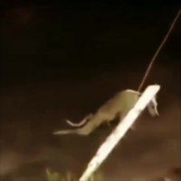 جواد خواجوی - به مویه سگ بدبخت بیچاره کمک کنن !!