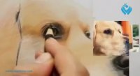 آموزش نقاشی از سگ با مدادرنگی