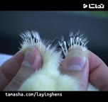 تخم مرغ نطفه دار فروش جوجه یکروزه خرید تخم مرغ