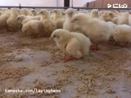 قیمت خرید جوجه یکروزه فروش تخم مرغ