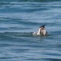 صحنه خارق العاده از عقاب شکارچی