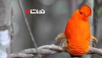 پرندگان شگفت انگیز - پرنده عجیب گویان خروس