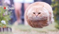 کلیپ جالب گربه ها - 3
